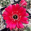 Echinopsis schreiteri (bloom)