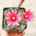 Echinopsis schreiteri [large]