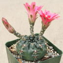 Echinopsis schreiteri [large]