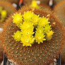 Parodia haselbergii ssp. graessneri - March
