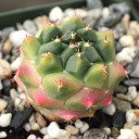 Mammillaria magnimamma var. bucareliensis