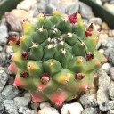 Mammillaria magnimamma var. bucareliensis