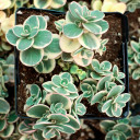 Sedum Sunsparkler® 'Lime Twister' [large] - April
