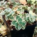 Sedum Sunsparkler® 'Lime Twister' [large] - April