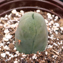 Echinopsis lageniformis - Penis Cactus