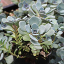 Sedum Sunsparkler® 'Cosmic Comet'