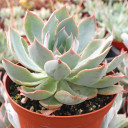 Echeveria 'Blue Heron' [large]