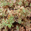 Sedum SUNSPARKLER® 'Wildfire' [large] - April