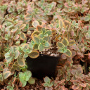 Sedum SUNSPARKLER® 'Wildfire' [large] - April