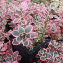 Sedum Sunsparkler® 'Dream Dazzler' [large] - April