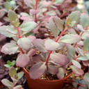 Sedum SUNSPARKLER® 'Plum Dazzled' [large] - June