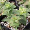 Crassula perforata f. variegata - Variegated String of Buttons