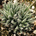 Aloe haworthioides [large]