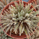 Aloe haworthioides [large]