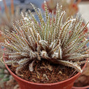 Aloe haworthioides [large]