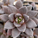 Echeveria 'Black Prince'