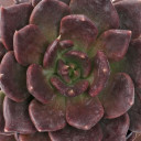 Echeveria 'Black Prince' - April