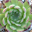 Sempervivum 'Soft Line' (Outdoors) - May