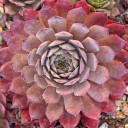 Sempervivum 'Red Rum' (Outdoors) - August