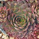 Sempervivum 'Red Rum' (Outdoors) - November