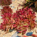 Crassula platyphylla f. variegata (Mature)
