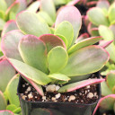 Crassula platyphylla f. variegata - May