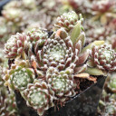 Chick Charms® Cosmic Candy™ - Side view