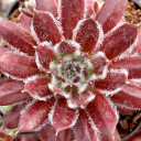 Chick Charms® Cosmic Candy™ - March