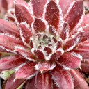 Chick Charms® Cosmic Candy™ - March