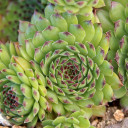 Chick Charms® Appletini™ (Outdoors) - August