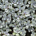 Sedum Sunsparkler® 'Cosmic Comet'