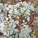 Sedum Sunsparkler® 'Cosmic Comet' - May