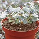 Sedum Sunsparkler® 'Cosmic Comet' - May (side view)