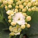 Kalanchoe blossfeldiana - Flaming Katy [white]