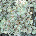 Sedum cauticola 'Coca Cola' [large] - Top View