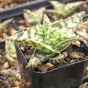 Aloe 'Snow Storm' (side view)