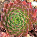 Sempervivum 'Bernstein' (Outdoors) - October