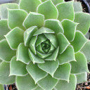 Sempervivum 'Bernstein' (Young) - October