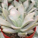 Echeveria 'Costa Brava' [large]