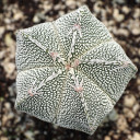 Astrophytum myriostigma 'Onzuka'