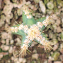 Acanthocereus tetragonus 'Fairy Castle'