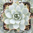 Echeveria tolucensis