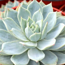 Echeveria tolucensis (Mature) - January