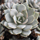 Echeveria tolucensis - February