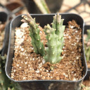 Orbea variegata - November