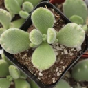 Cotyledon tomentosa ssp. tomentosa - Bear's Paw - Winter