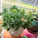 Cotyledon tomentosa ssp. tomentosa - Bear's Paw (photo by Reddit user just_meeshell)
