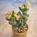 Cotyledon tomentosa ssp. tomentosa - Bear's Paw