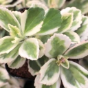 Plectranthus neochilus variegatus - Lobster Flower