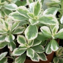 Plectranthus neochilus variegatus - Lobster Flower